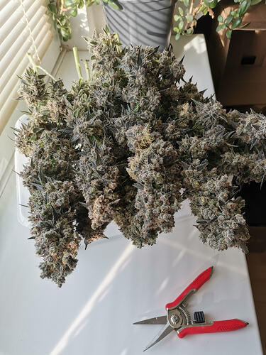 Growreport Bild 7