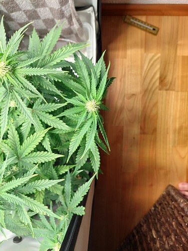 Growreport Bild 3