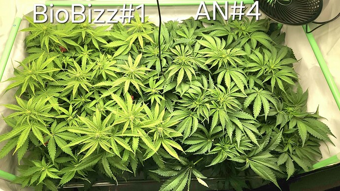 Growreport Bild 8