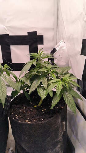 Growreport Bild 25