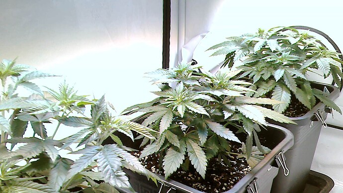 Growreport Bild 6