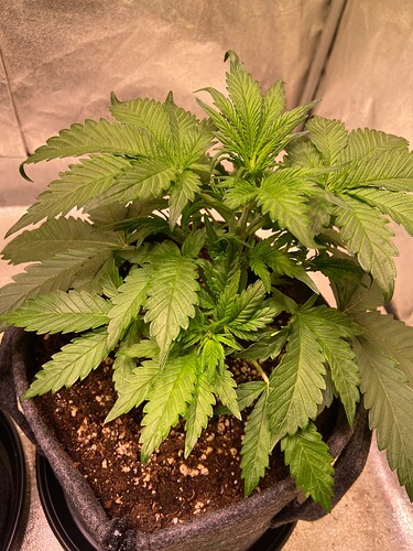Growreport Bild 11