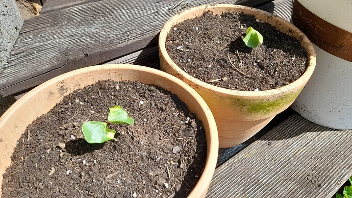 Growreport Bild 3