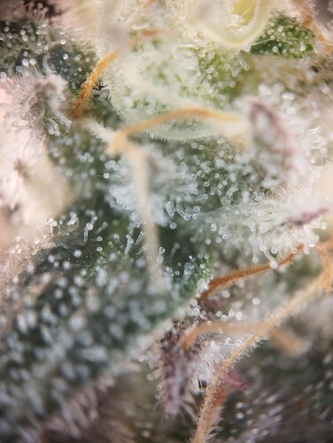 Growreport Bild 23