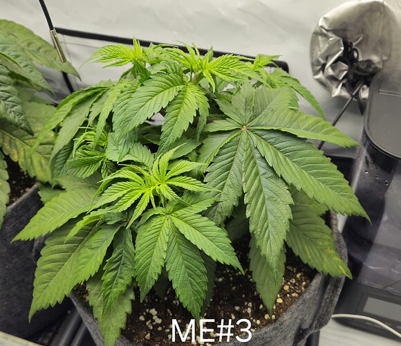 Growreport Bild 9