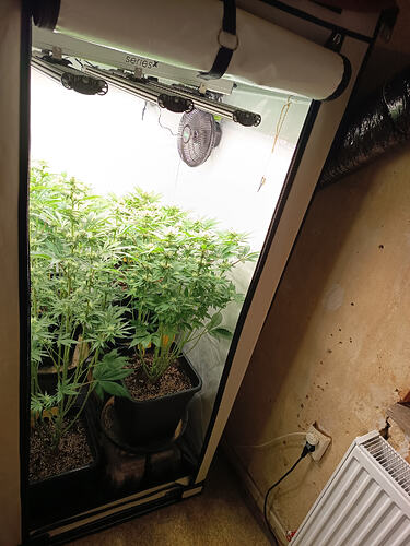 Growreport Bild 3