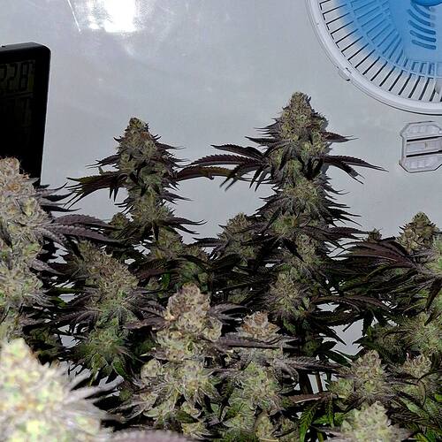 Growreport Bild 19