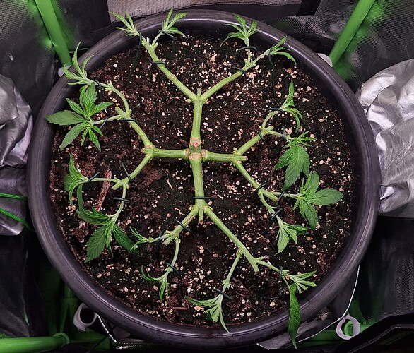 Growreport Bild 4