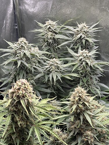 Growreport Bild 21