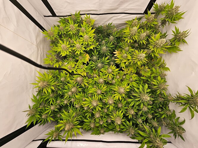 Growreport Bild 3