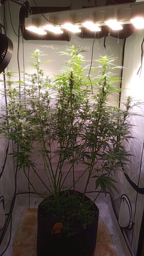 Growreport Bild 8
