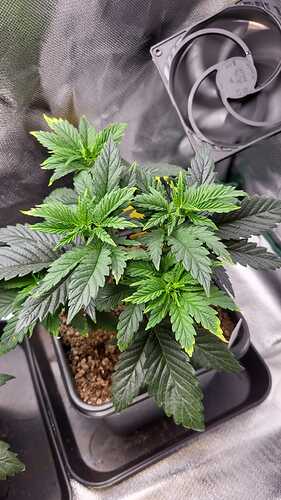 Growreport Bild 1