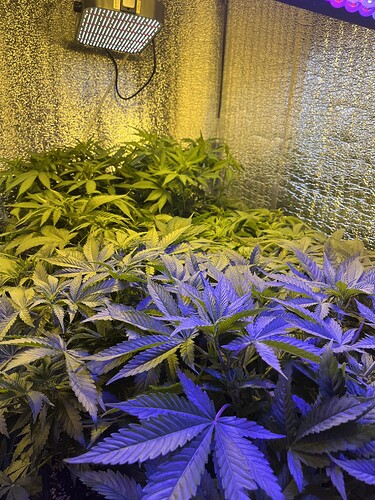 Growreport Bild 4