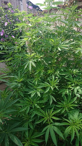 Growreport Bild 19