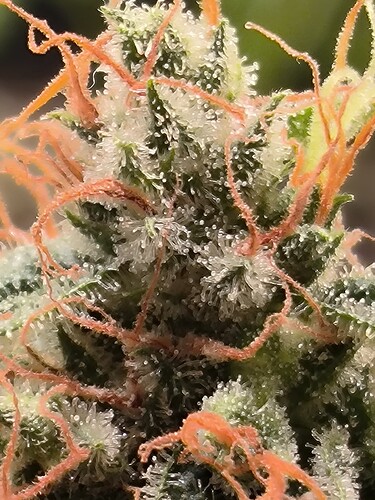 Growreport Bild 2