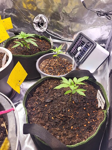 Growreport Bild 5