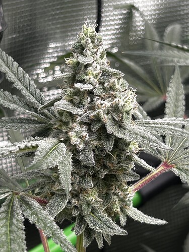 Growreport Bild 42