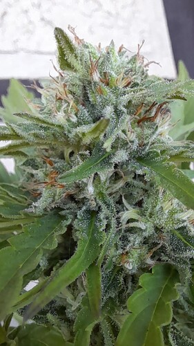 Growreport Bild 10