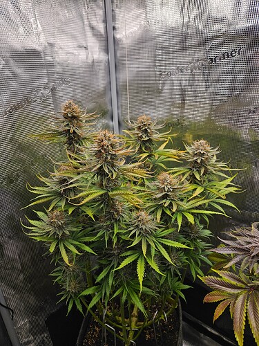 Growreport Bild 10