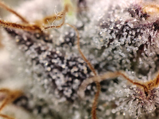 Growreport Bild 93