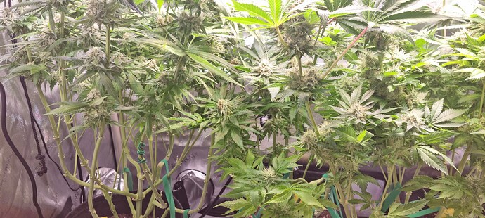 Growreport Bild 16
