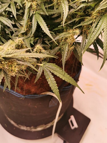 Growreport Bild 2