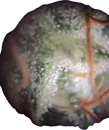Growreport Bild 14