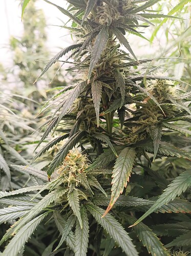 Growreport Bild 18