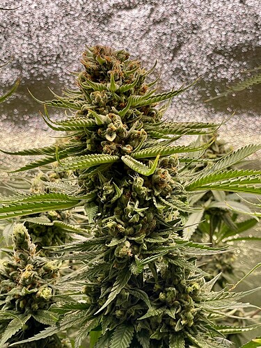 Growreport Bild 30
