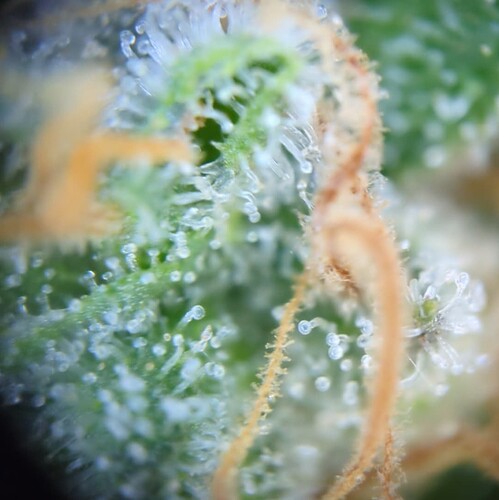 Growreport Bild 9