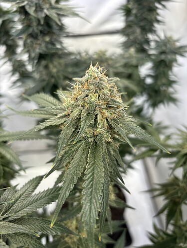 Growreport Bild 17