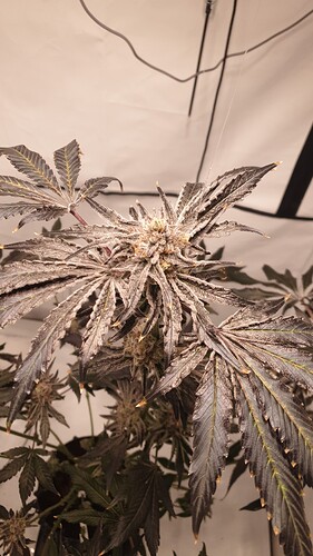 Growreport Bild 6