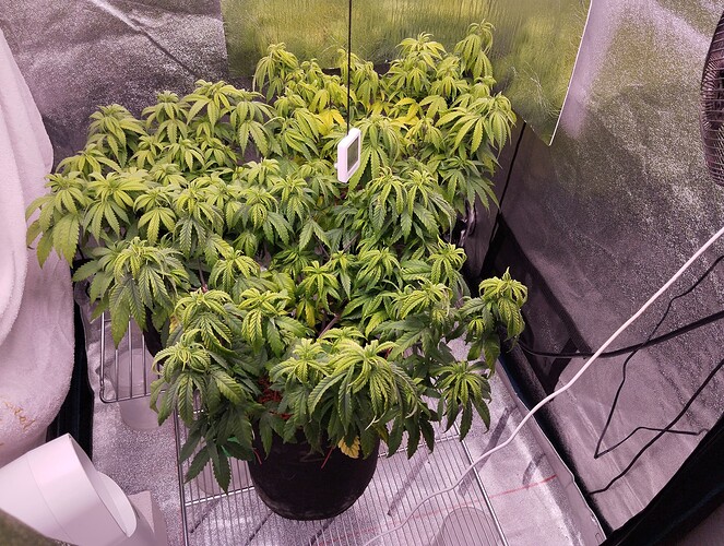 IMG_20241108_192321 - Kopie