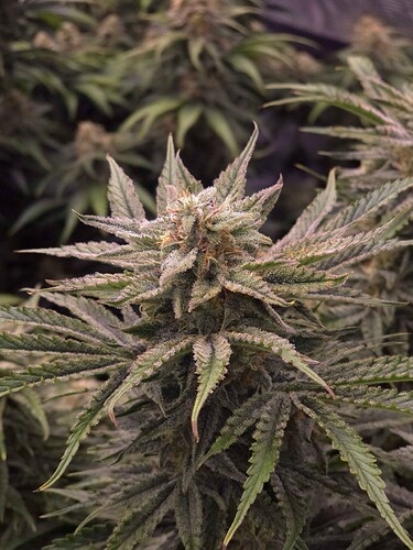 Growreport Bild 4