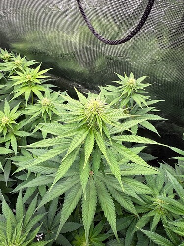 Growreport Bild 13