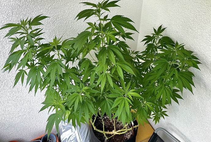 [BEENDET] Apple Fritter und Trainwreck Auto in 26.5L Topping+LST