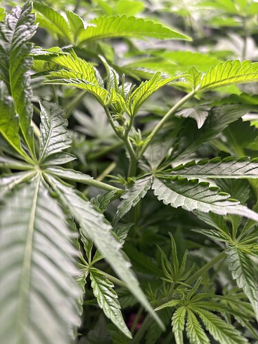Growreport Bild 20