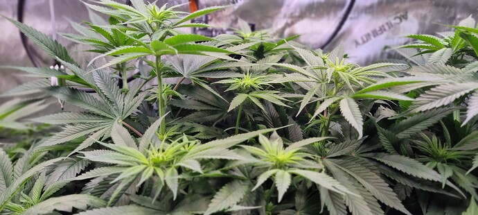 Growreport Bild 5