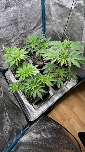 Growreport Bild 1