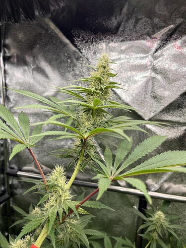 Growreport Bild 9