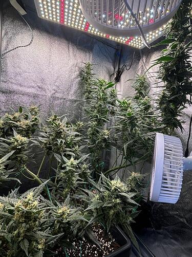 Growreport Bild 5