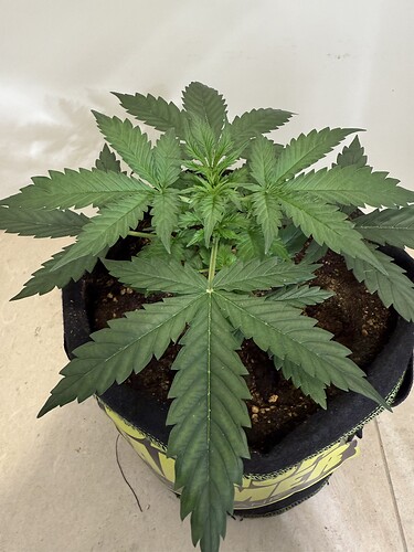 Growreport Bild 1