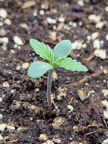 Growreport Bild 43