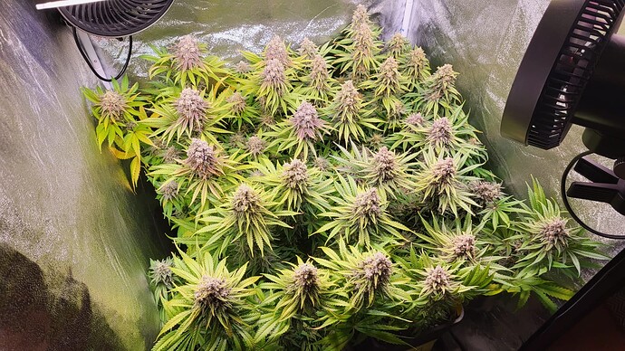 Growreport Bild 4