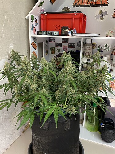 Growreport Bild 81