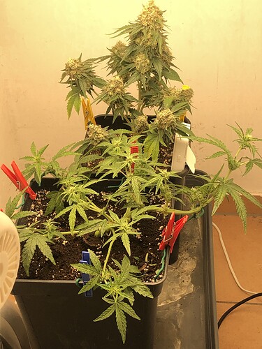 Growreport Bild 4