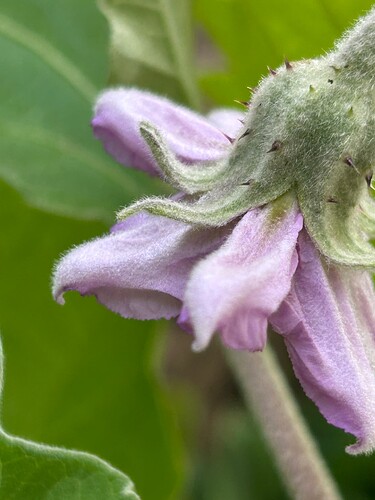Growreport Bild 40
