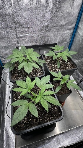 Growreport Bild 4
