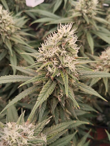 Growreport Bild 15