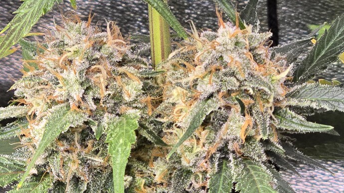 Growreport Bild 11